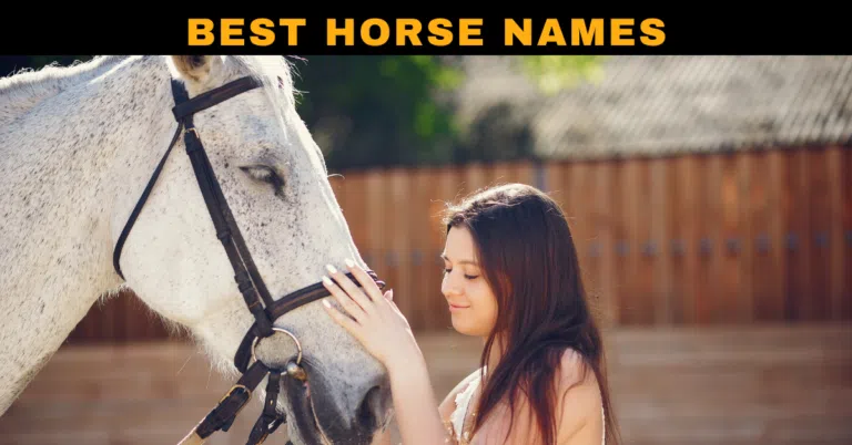 Unique Horse Names With Meanings 2024