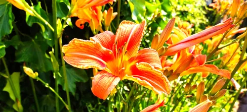 Daylily