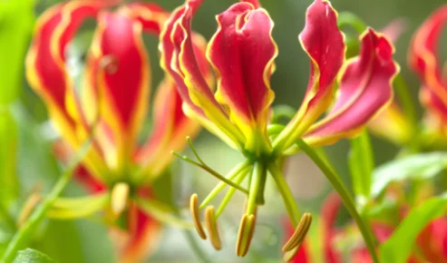 Flame lily 1