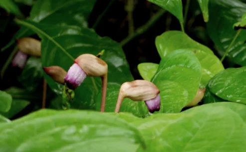 Forest Ghost Flower 1