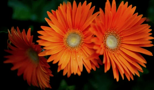 Gerbera Daisy