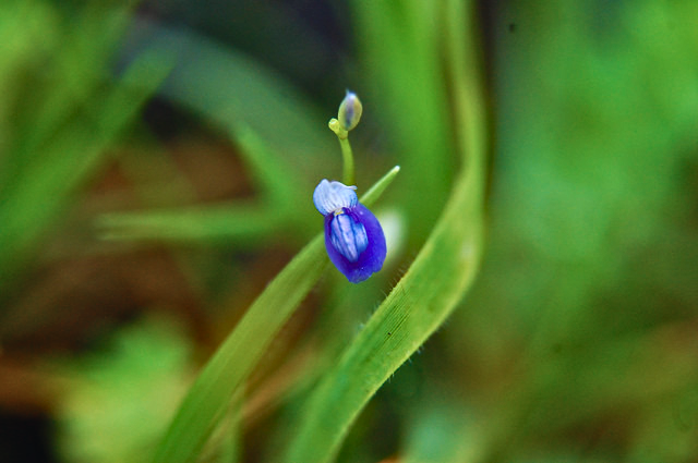 Grass leaved Bladderwort