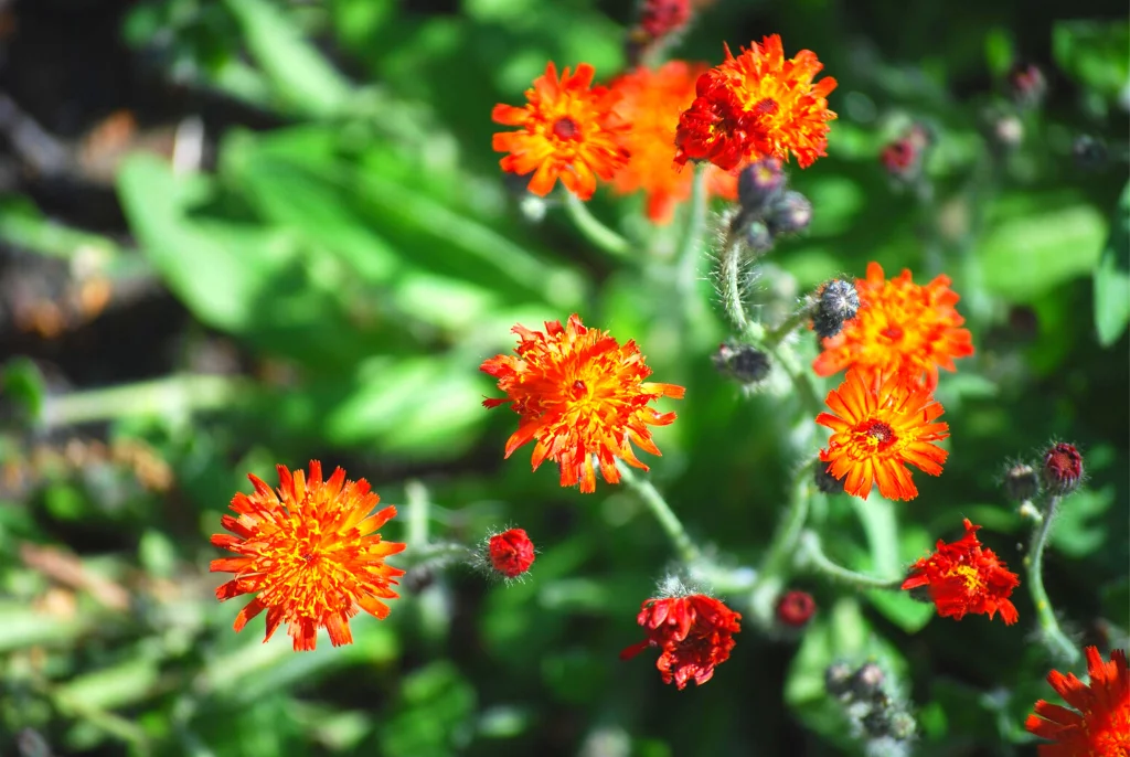 Hawkweed