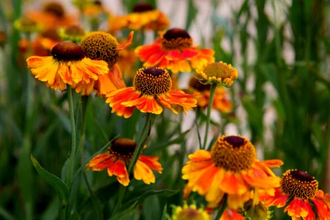 Helenium