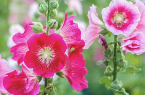 Hollyhock