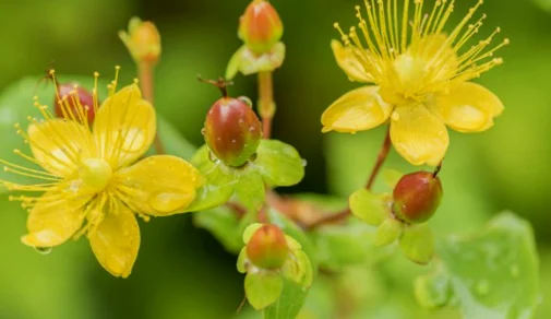 Hypericum flower 1