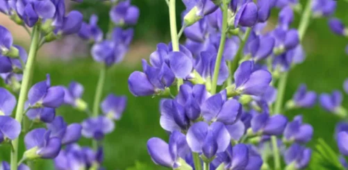 Indigo Flower