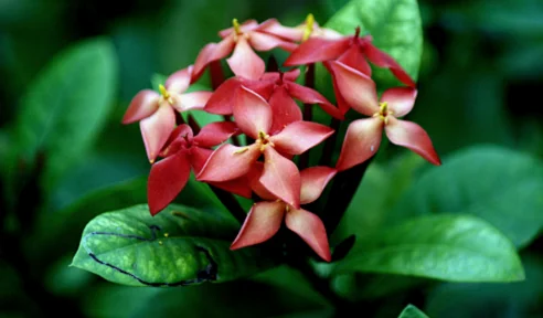 Ixora Coccinea