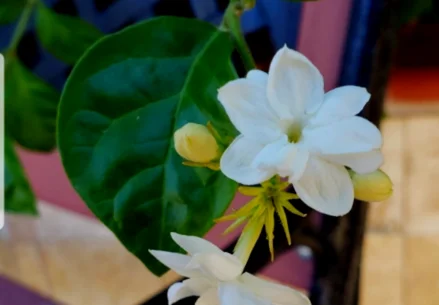 Jasminum Sambac 1