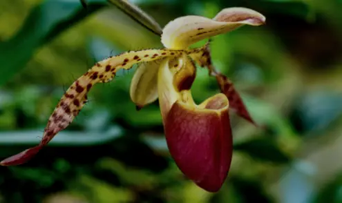 Ladys slipper orchid
