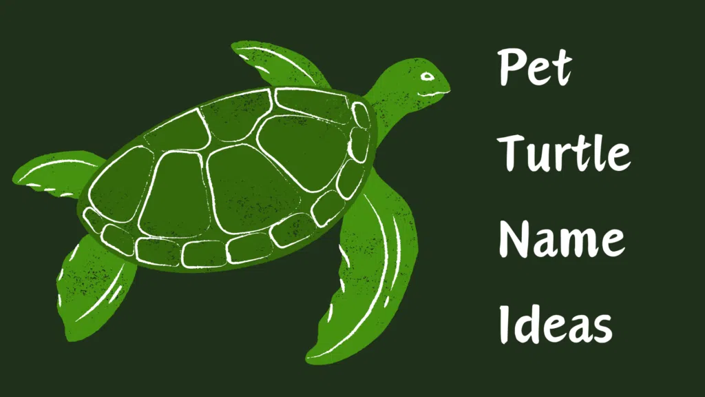 Cute green turtle - Cute Turtle Names