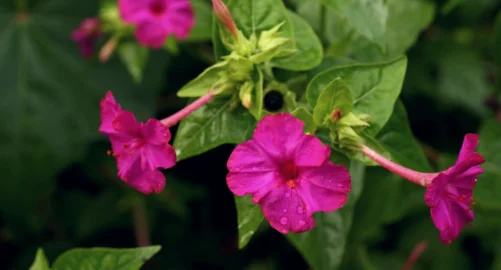 Mirabilis Jalapa 1