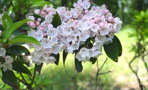 Mountain Laurel