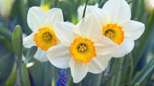 Narcissus 1