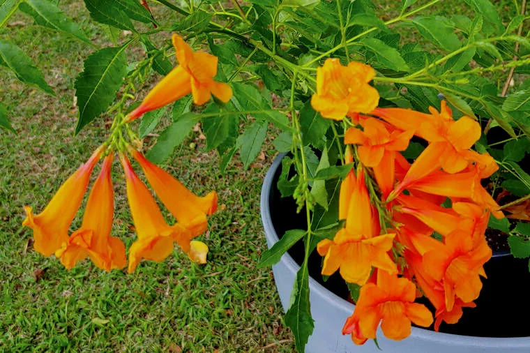 Orange Bells