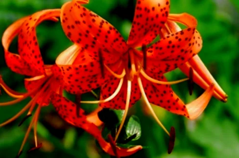 Orange Tiger Lily