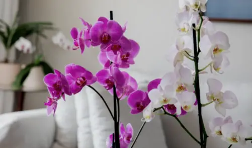 Orchid1