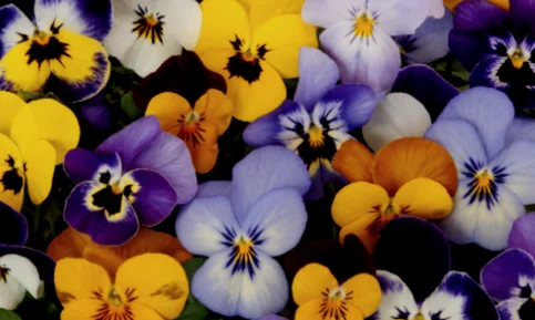 Pansy