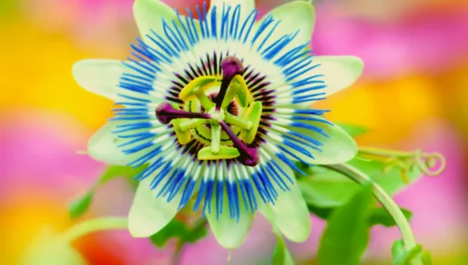 Passionflower