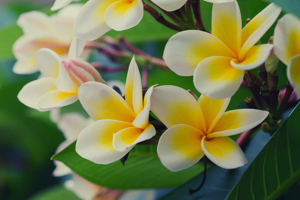 Plumeria 2