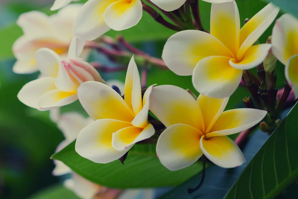 Plumeria