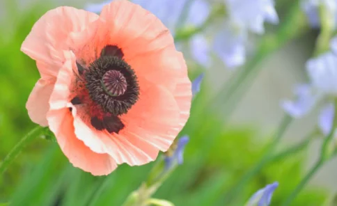 Poppy Flower