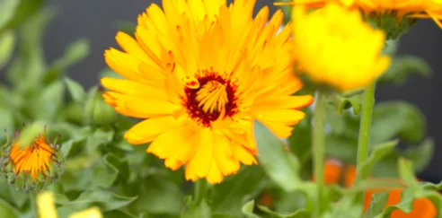 Pot marigold 1