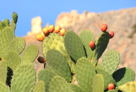 Prickly Pear