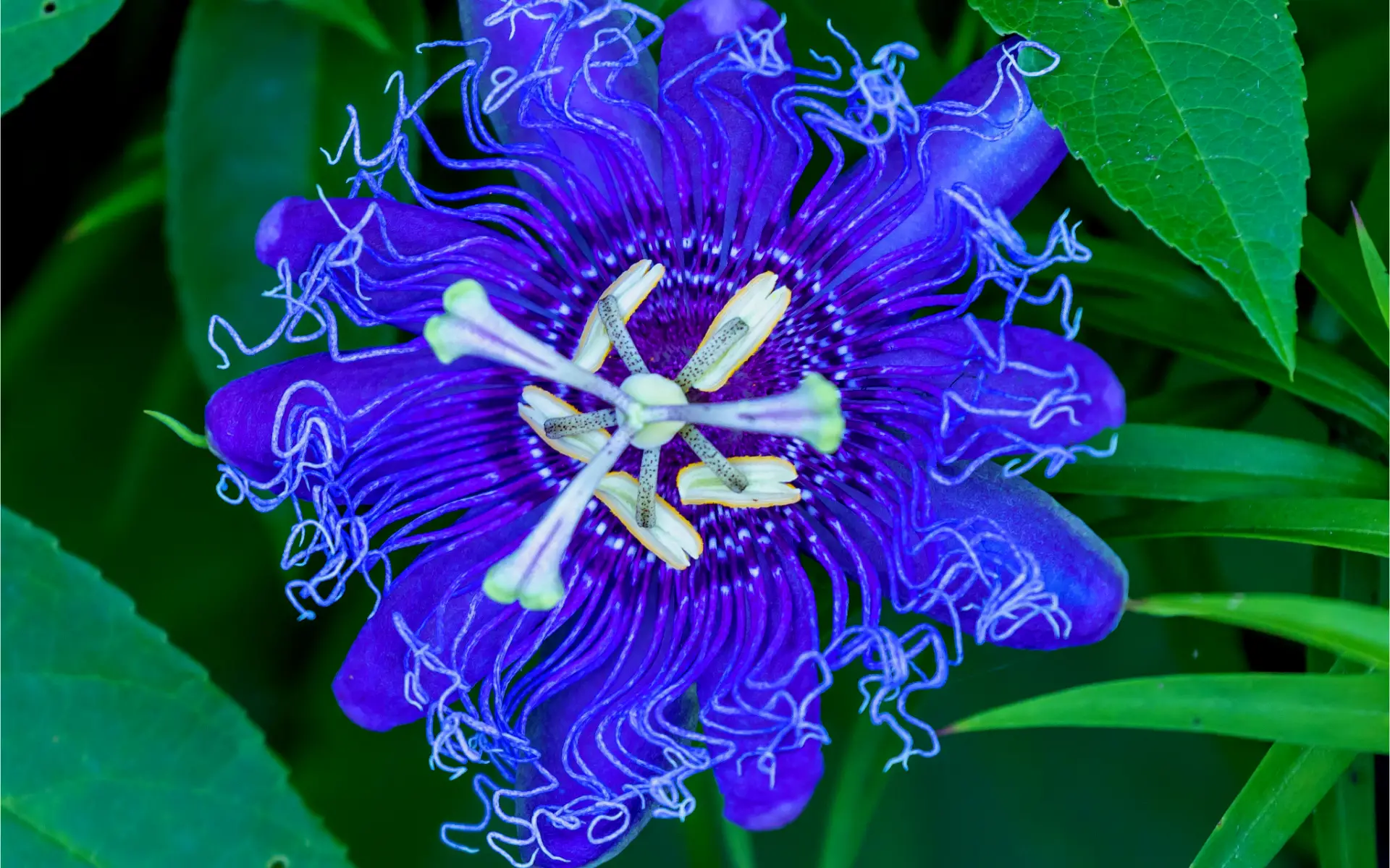 Purple Passion Flower edited