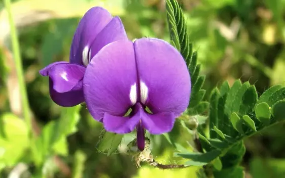 Purple Smithia