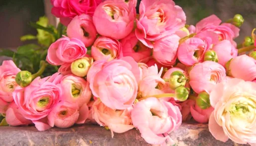 Ranunculus 1