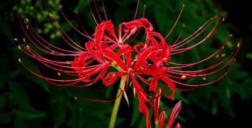 Spider lily 1