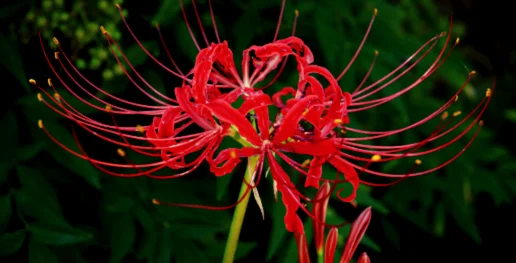 Spider lily