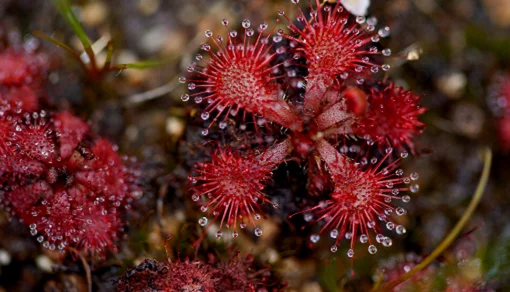 Sundews