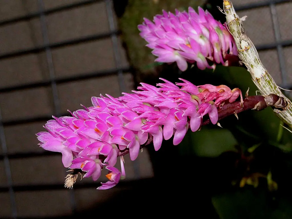 Toothbrush Orchid