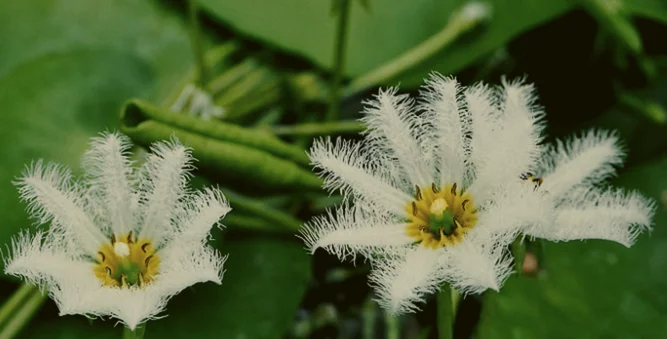 Water Snowflake