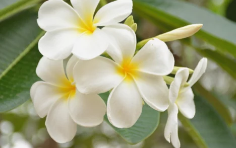 White frangipani 1