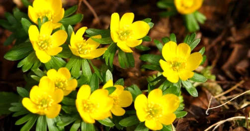 Winter aconite