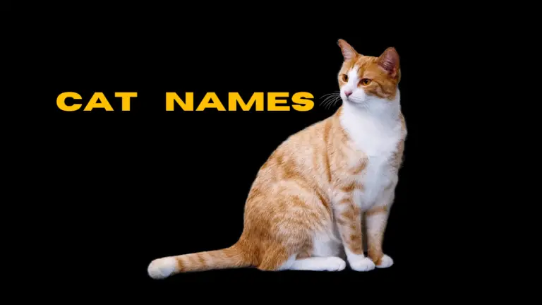 Cute Unique, Cat Names For Male & Girl Cats 2023