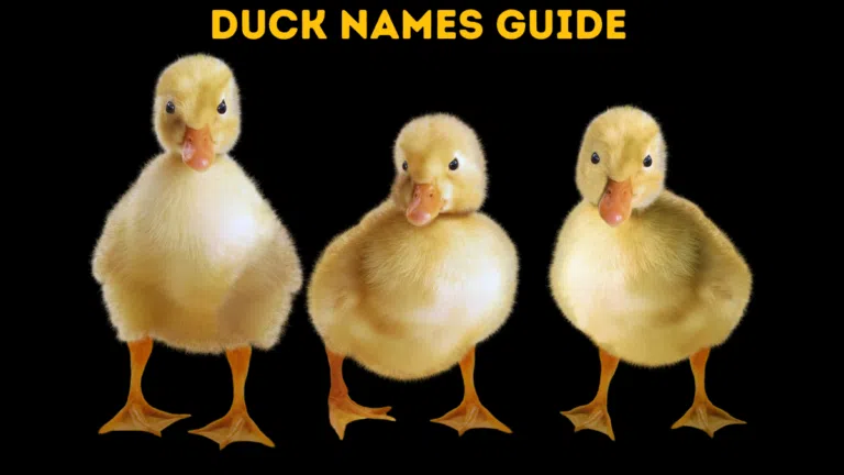 Duck Names | Cute Funny Duck Name Ideas 2023