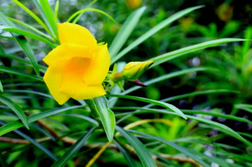 Yellow Oleander