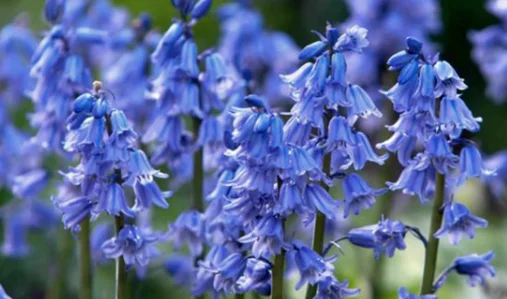 bluebell 2