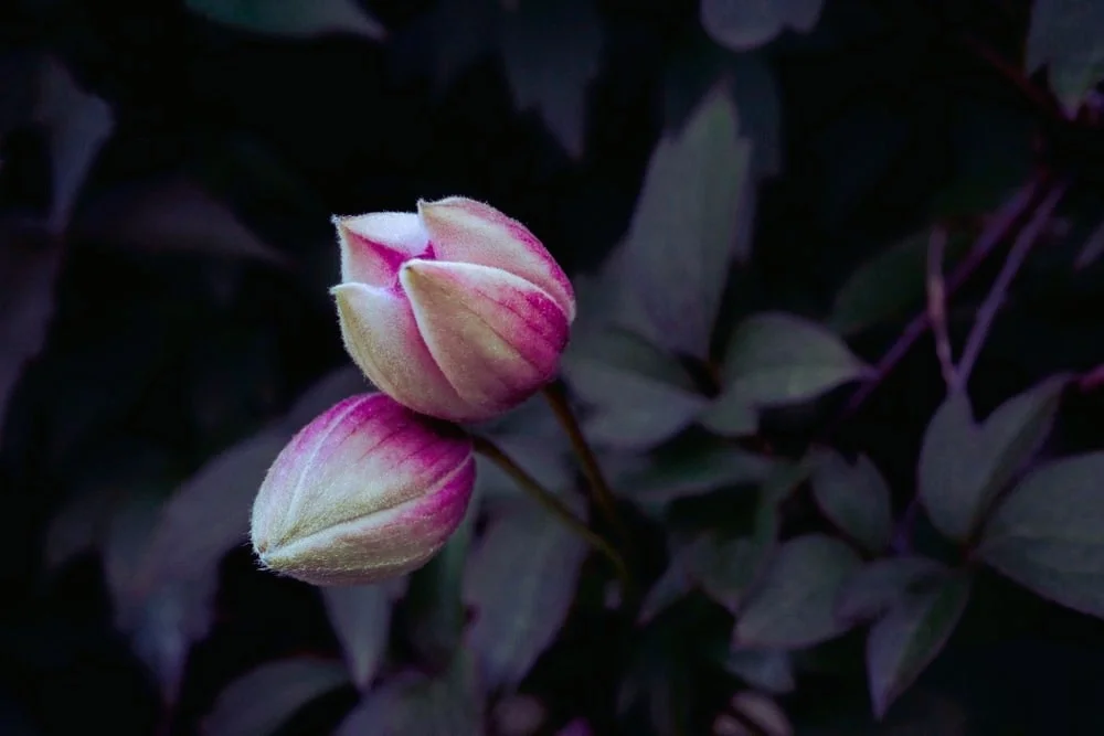 Bud flower