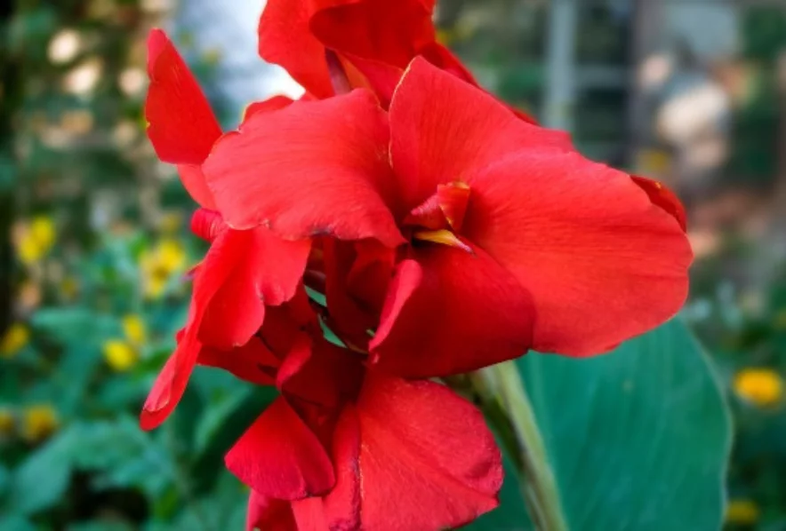 canna lily 1