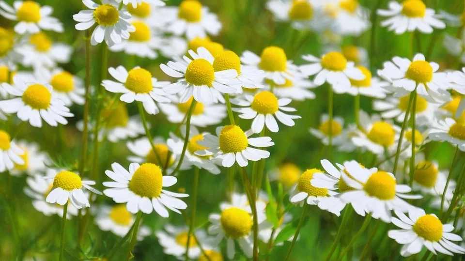 Chamomile