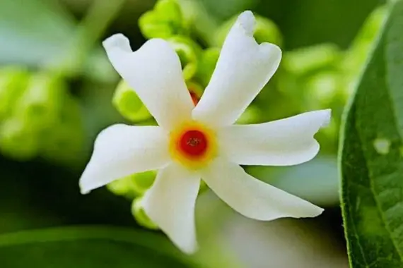 coral jasmine