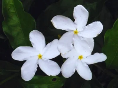 crepe jasmine