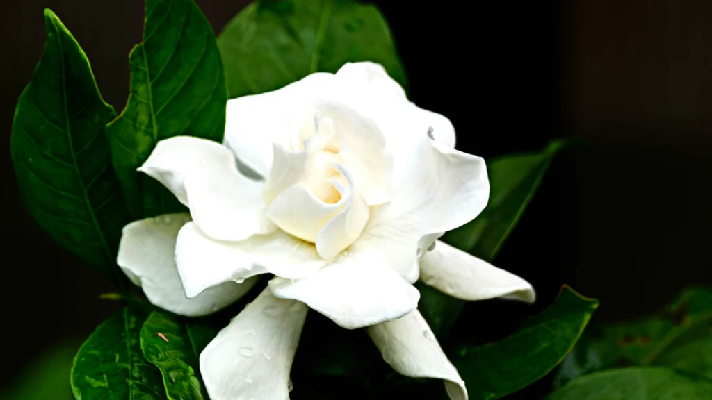 Silk cotton flower