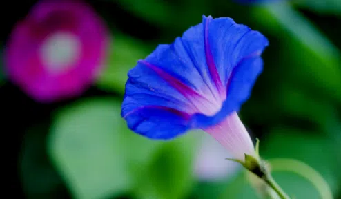 Morning Glory flower in HD