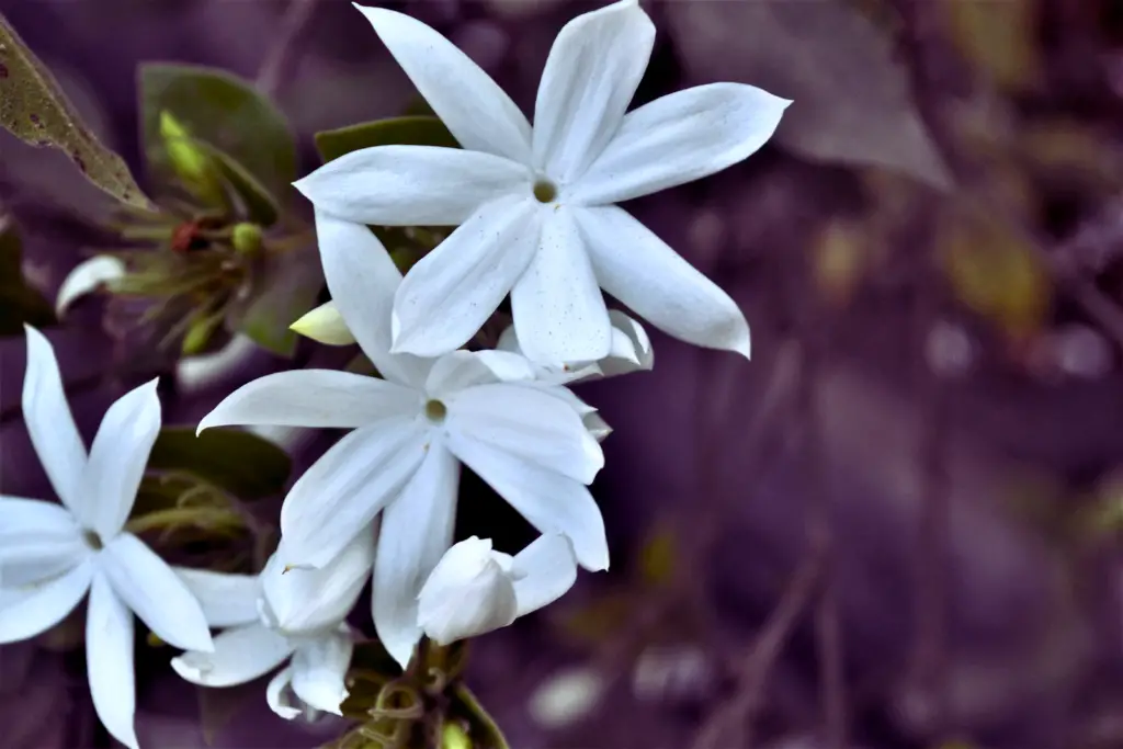 night blooming jasmine 1